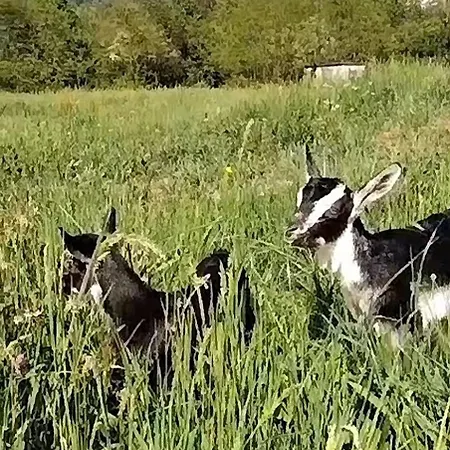 A La Ferme شقة