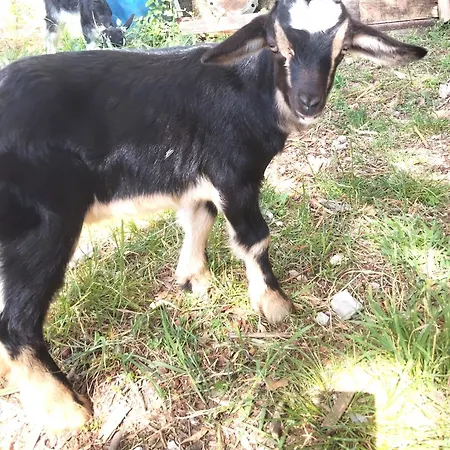 شقة A La Ferme Chamborigaud